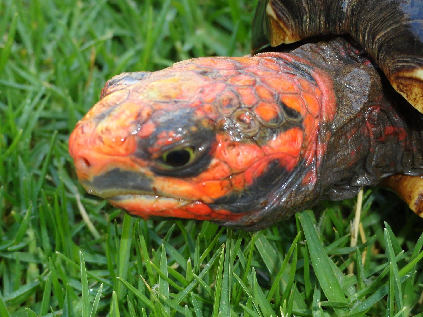 Cherry Bombs RF Cherry heads Tortoise Forum